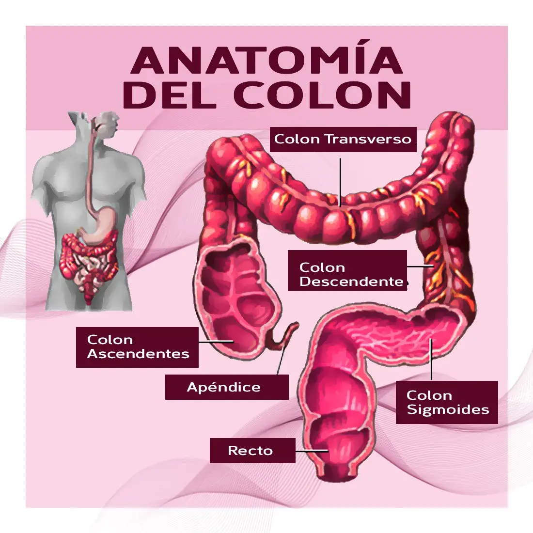 Anatomía del colon anatomía del colon ( colon ascendente, colon transverso, colon descendente, colon sigmoides, apéndice, recto).