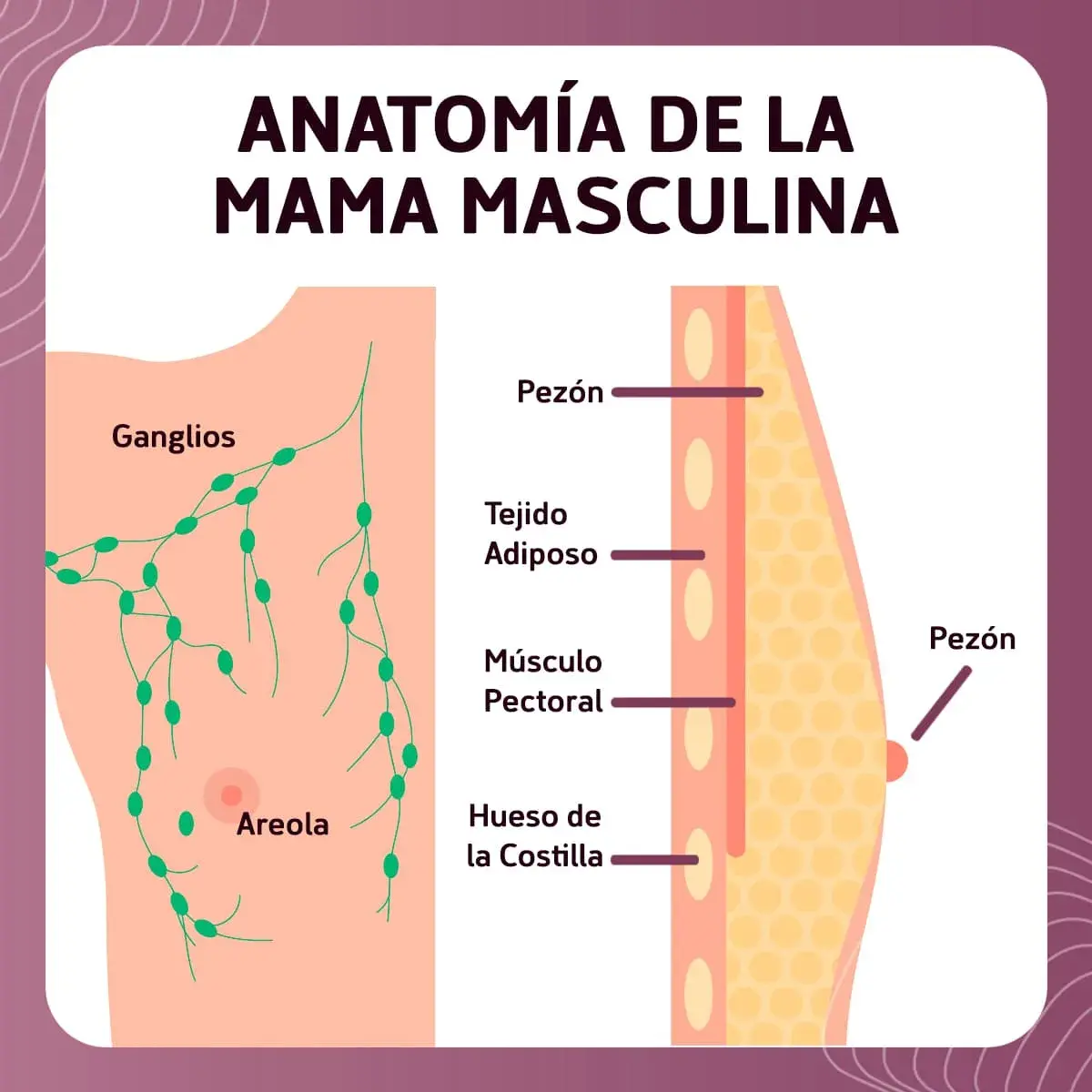 Anatomía de la mama masculina Anatomía de la mama masculina
