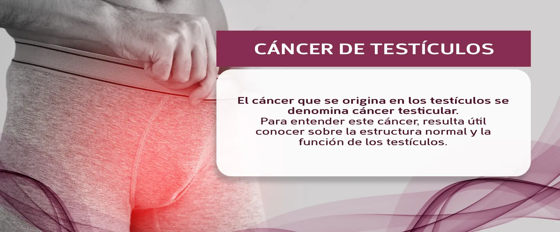 composición de células en los testículos Origen del cáncer testicular según las células