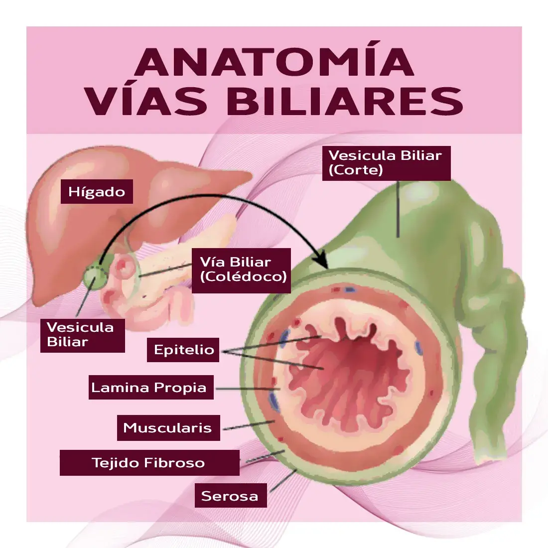 anatomía de las vías biliares Anatomía de las vías biliares (vesícula biliar, vía biliar, epitelio, lamina propia, muscularis, tejido fibroso, serosa)